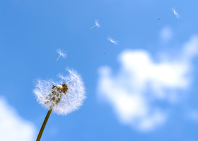 blown-dandelion-blue-sky.jpg