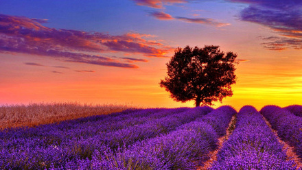 lavander-flower.jpg